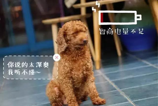 贵宾排名_贵宾造型(3)