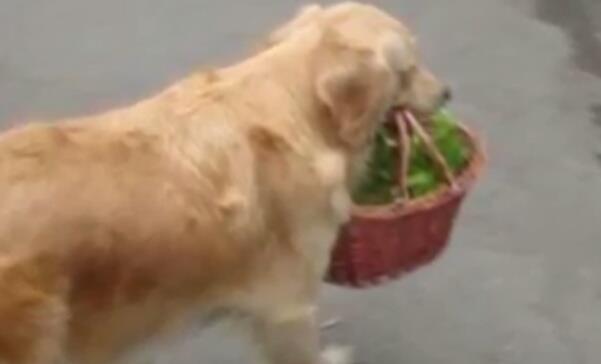 什么办法不让狗怀孕 01a98943a9c24bcbb074b9a465816c31.jpeg