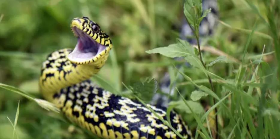 蛇是靠什么力量爬行的 24622b86bce043af8e842da77f061e62.jpeg