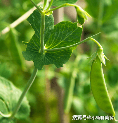 什么时候种豌豆最适合 622c79f8569641529c555ea5d5cf7c40.png