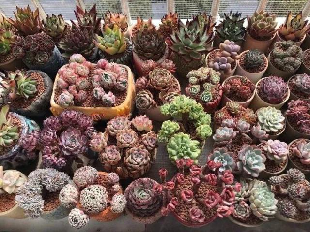 多肉怎么养才能越来越胖但长不高 aec21c25c12747309f380824c840ef61.jpeg