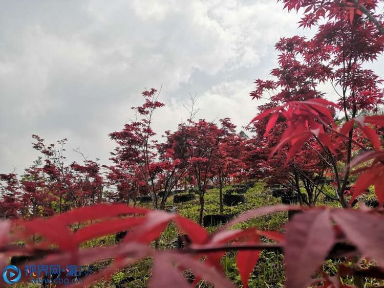 重庆大足：春日红叶漫山开 层林尽染醉游人