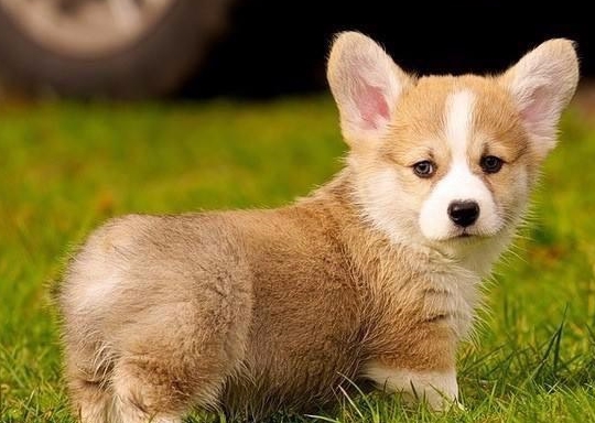 迷你柯基是否真的存在 过于瘦小可能会带来健康风险 体型