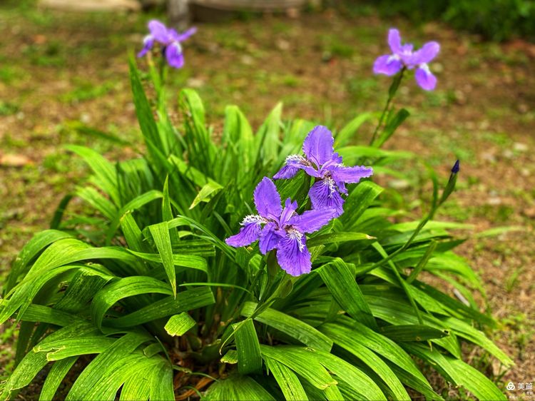 "蓝色妖姬"鸢尾花,在春日的阳光下默默的散发着芬芳