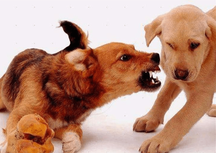 狗为啥吃自己的孩子 194e51db07af458ab1be16e16310a59e.png