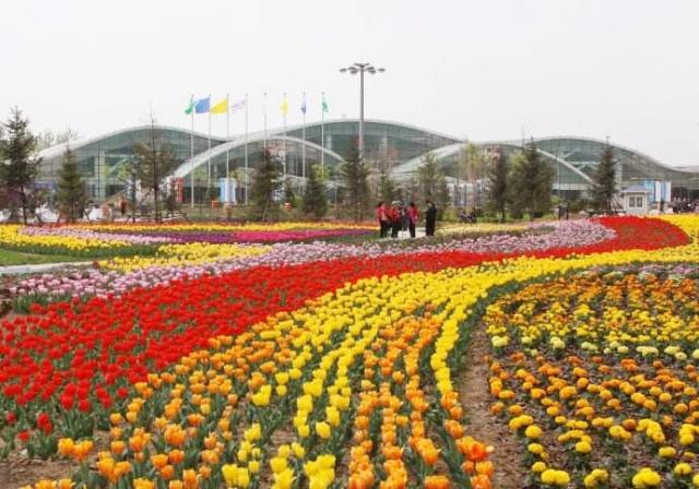 北京最大的“郁金香”花海世界：130多个品种，400多万株郁金香