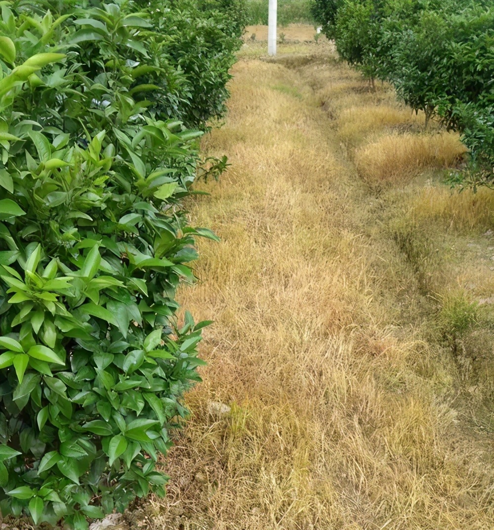 除草剂草甘膦与草铵膦什么区别哪个效果更好