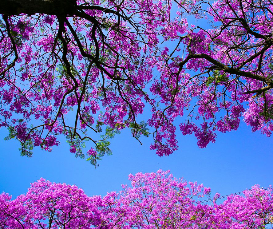 「西昌蓝花楹」花开成海,许你一片梦幻紫_紫色