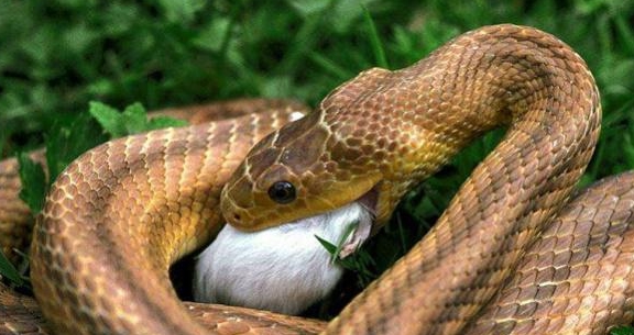 梦见蛇与他人的新生，探索梦境中的隐秘象征