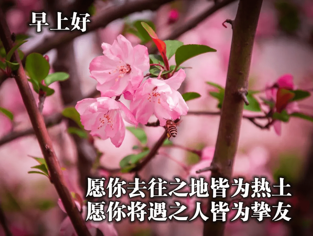 原创早安祝福语忙碌地生活不知时间如何逝去从容是多么奢侈的事