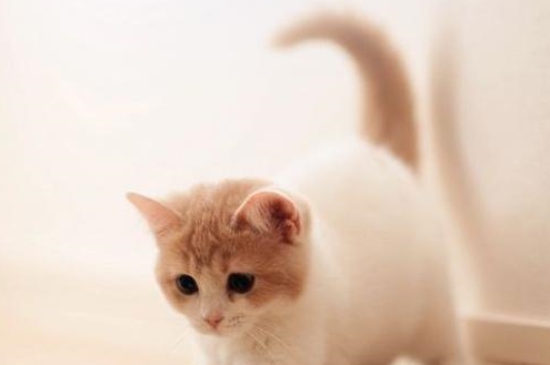 不用刷牙的猫咪有哪些 d804519c5b2b413ba6895549845481d5.jpeg