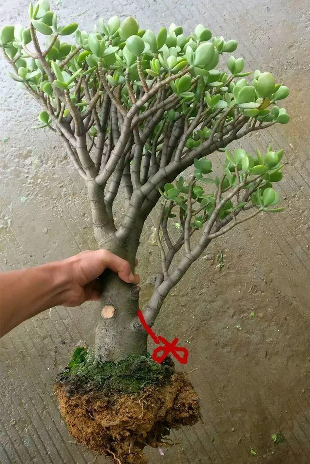 如何修剪玉树才能长的快 de2348152b6f43f3a3d7fc0cbc2bd117.jpeg