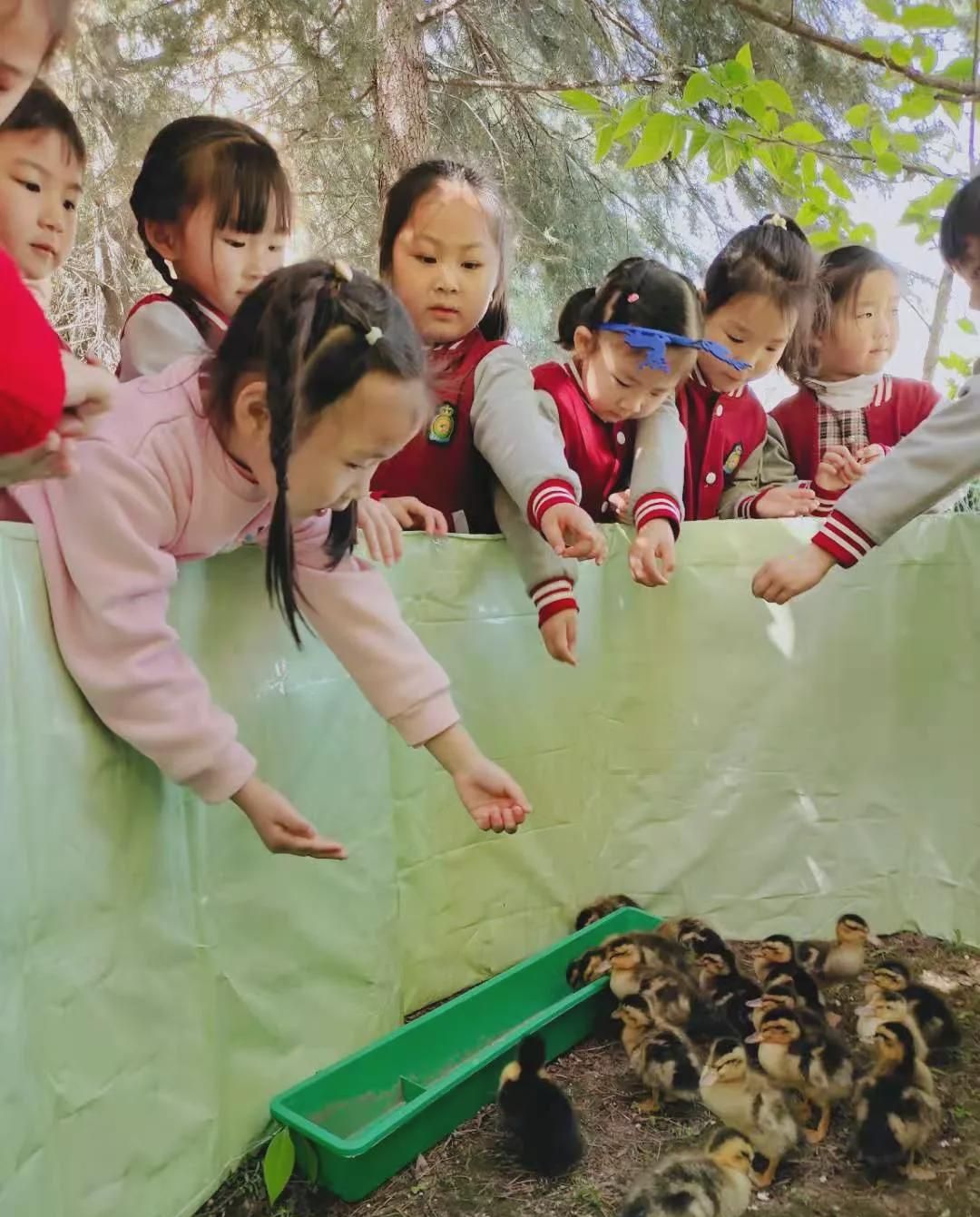 我们的新朋友——小动物入住息县中心幼儿园养殖区