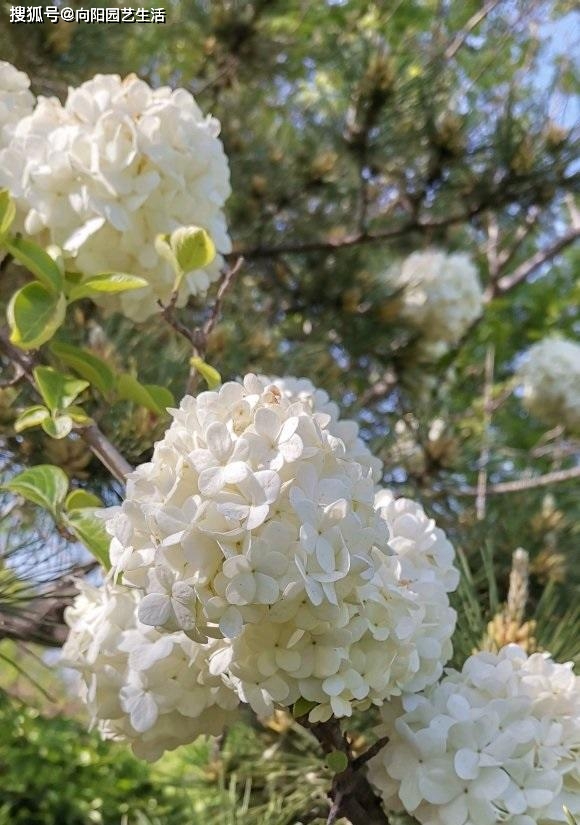 绣球花分两大类 北方地区种木绣球 花球如雪 开花多更漂亮 灌木