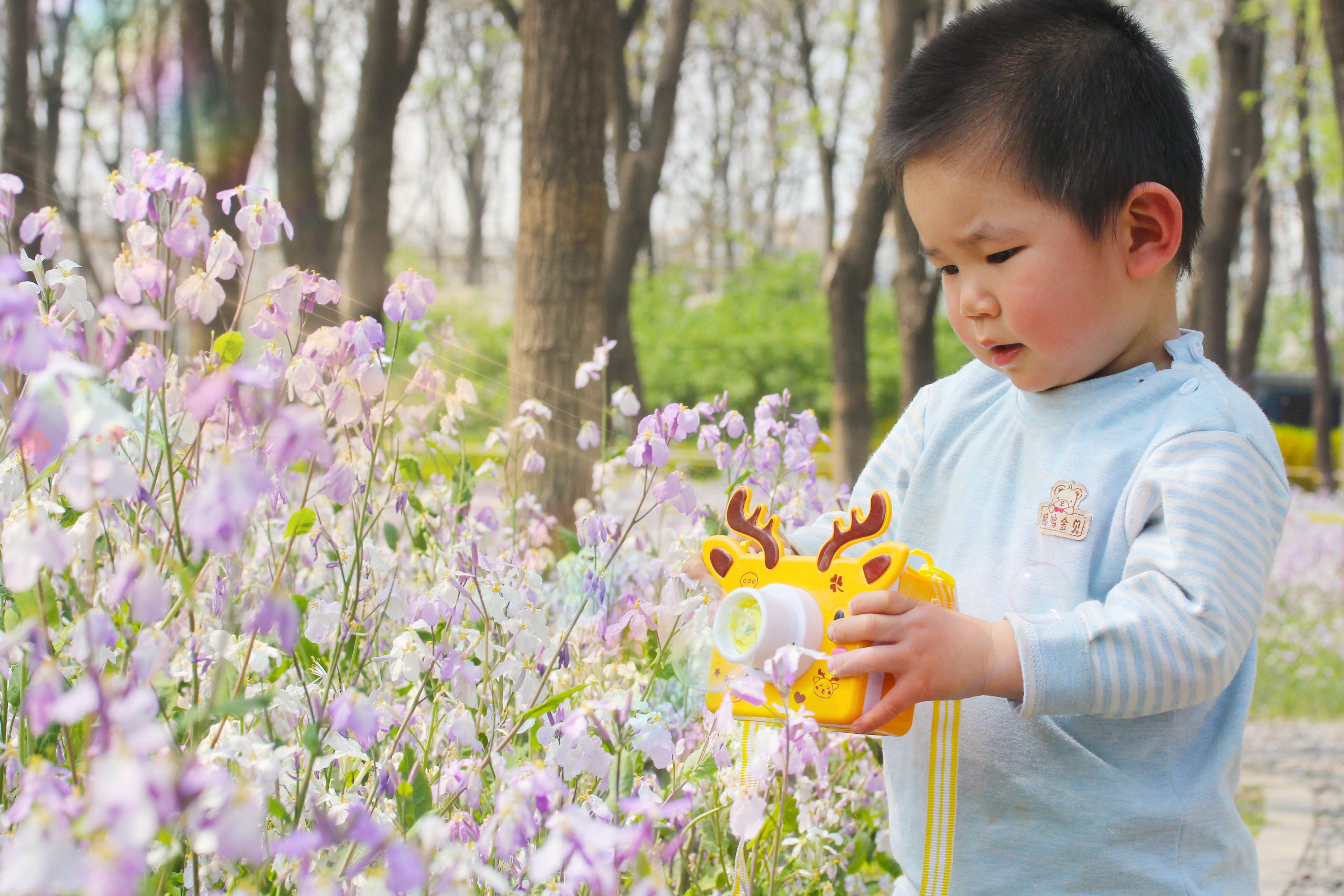 北京免费赏花好去处，花海遍布整个公园，宛如踏入紫色童话世界