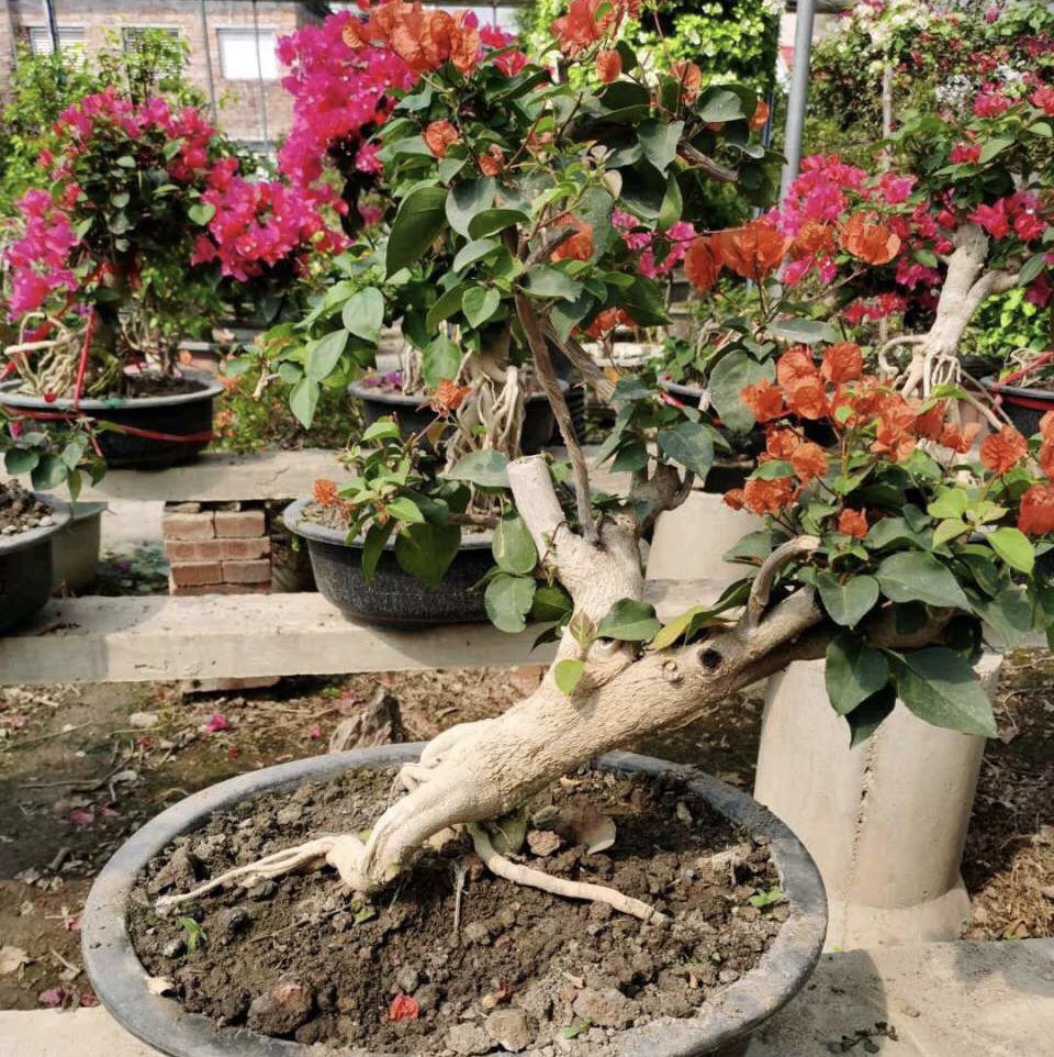 精品三角梅盆景直播间第一名 5d1ce18c75b74e3883a8c83f959aaa50.jpeg