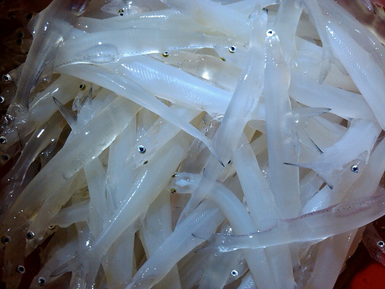 研究结果公布后,银鱼成为日本富豪们争相购买的食物.