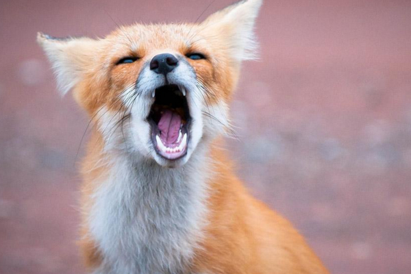 狗狗叫声扰民有什么规定 f75d23f30a2a4137a056b265f5619cd4.jpeg