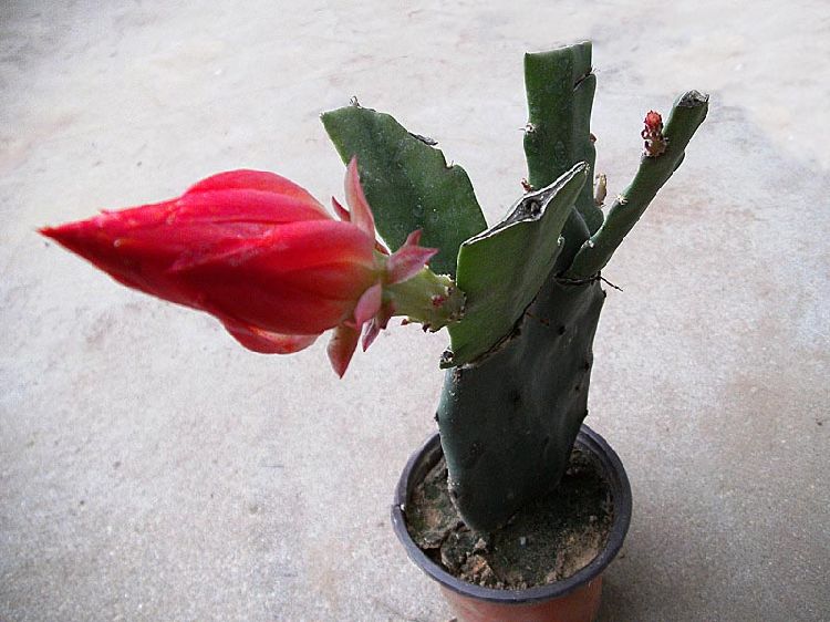 喜欢嫁接的朋友,可以趁着春天这个时候来嫁接令箭荷花.