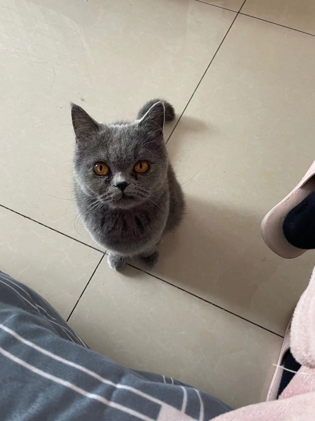 泰安市肥城市江南水街北面河西小区南区寻找一只灰色母蓝猫