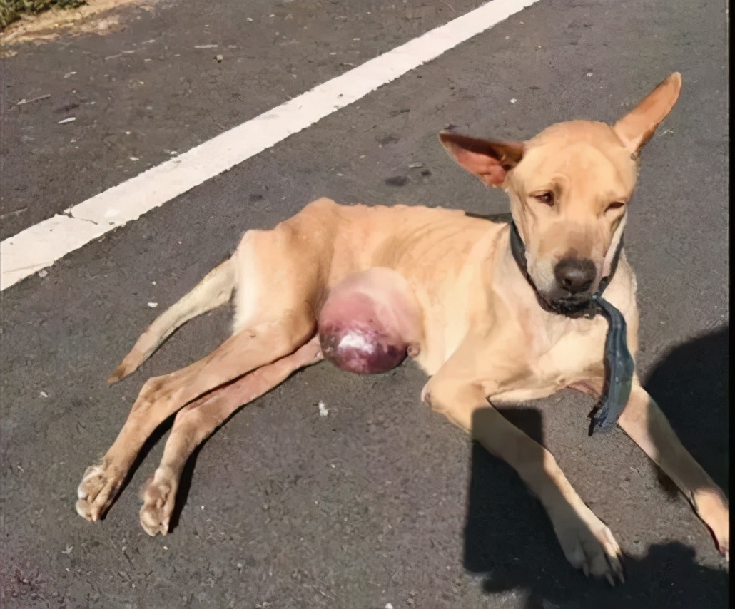 身上有一颗让人看了就觉得可怕的巨大肿瘤,像一颗篮球一样挂在狗狗的