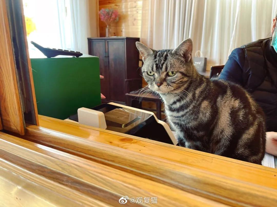 原创央视记者晒出一条吸猫视频,结果…300万网友都给馋哭了!