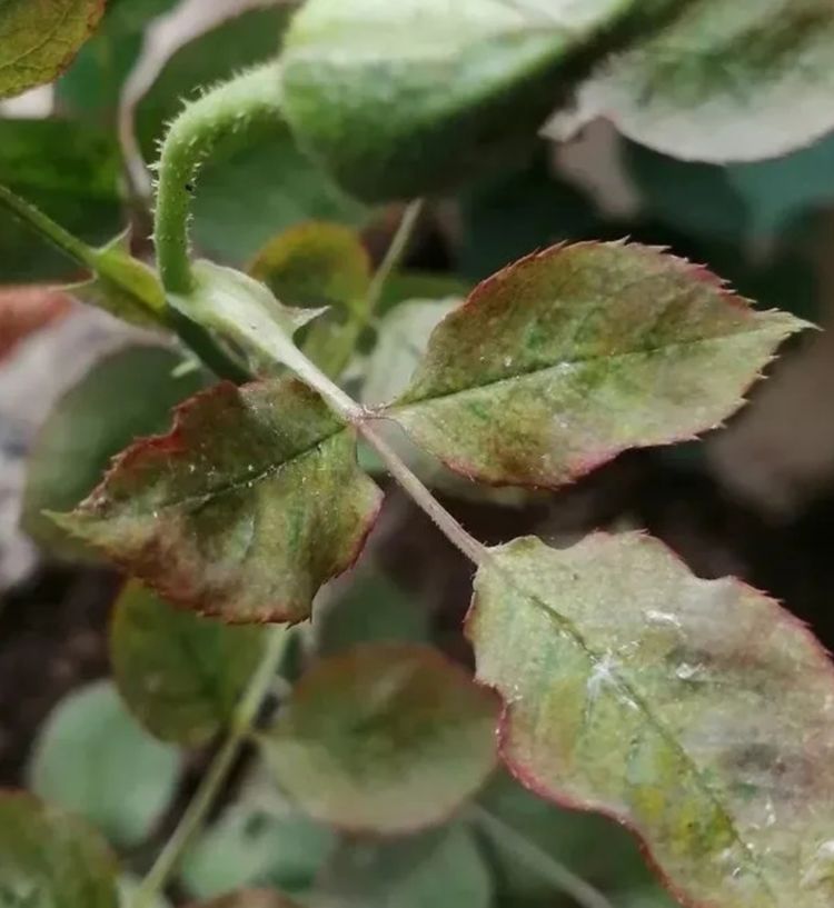 原创月季生满红蜘蛛?别急,3种药物轮流治,灭的干干净净