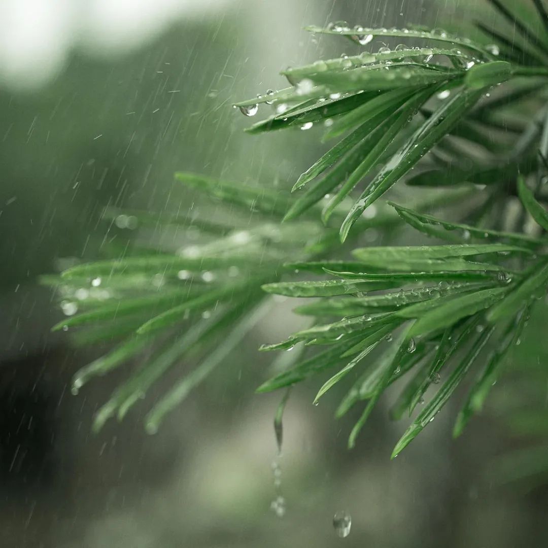 【诗词鉴赏】小楼一夜听春雨,在古诗词里听春雨,等一人归来!