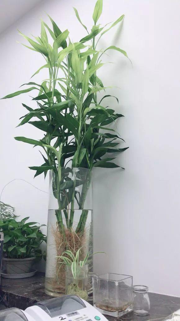 富贵竹养殖方法要点 d3a8e7eb36e7457e9802dfe5f12e46a7.jpeg