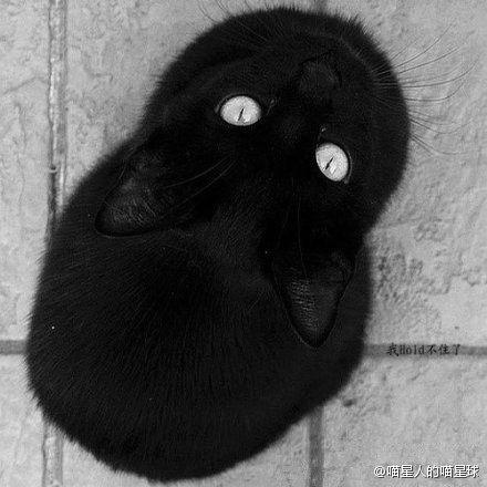 怎样有效驱狗 3b5d9c7a5e2d4e9f99ab01e85ab02012.jpeg