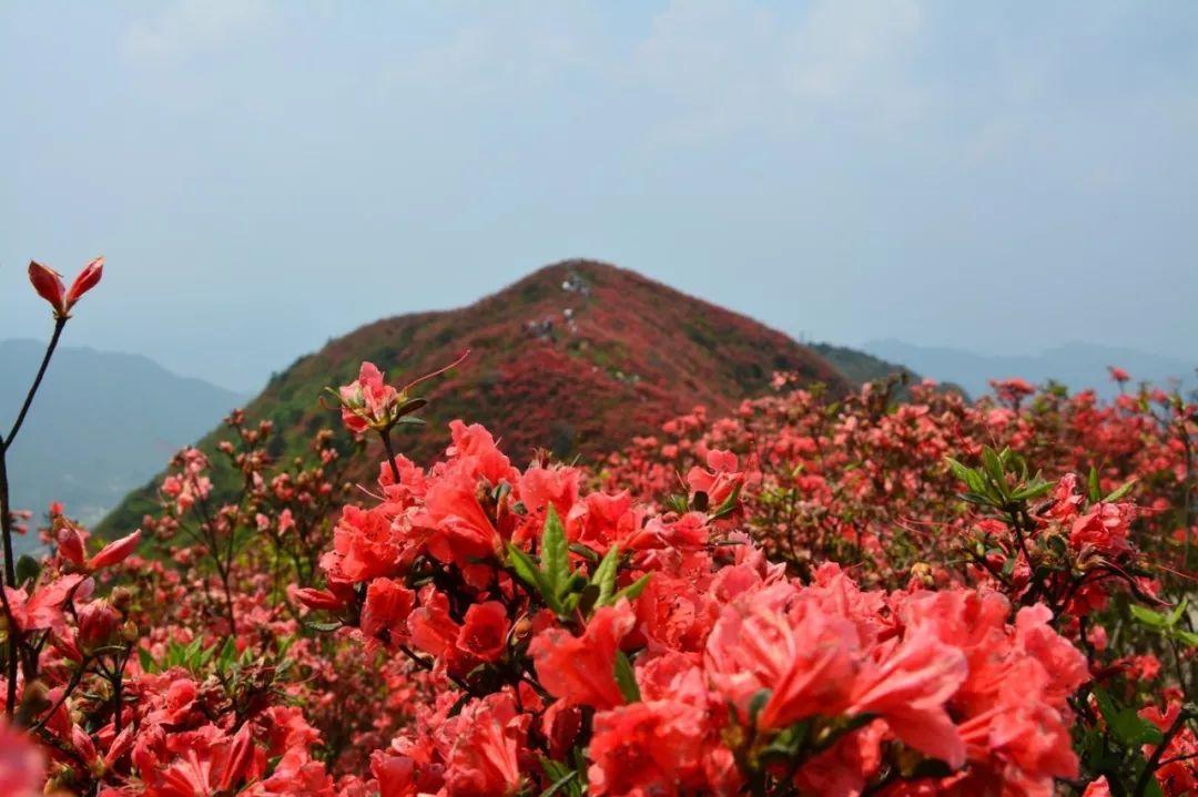 丹寨杜鹃花节开幕龙泉山迎来春季最美的时刻