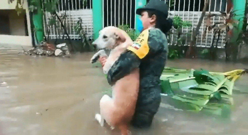 狗狗緊抱窗戶求生，獲救時可憐又無助，狗：主人不要我了 萌趣萌寵 第6张