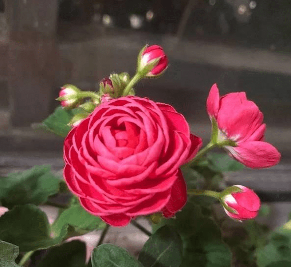 种玫瑰多久才能开花 995fb1ed6a504bcca84787b3f222e5b7.png