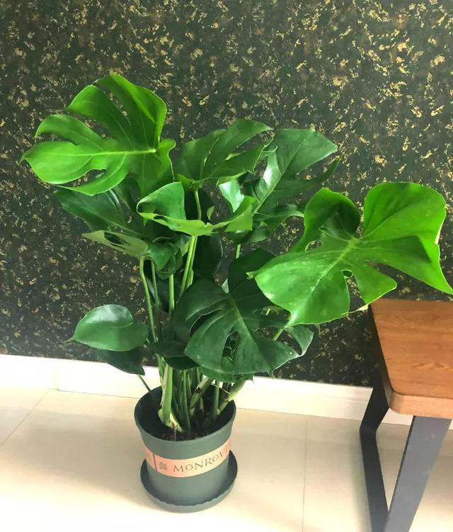 龟背竹怎么养得旺盛 acb371211de145a690efc55e05acb1e2.jpeg