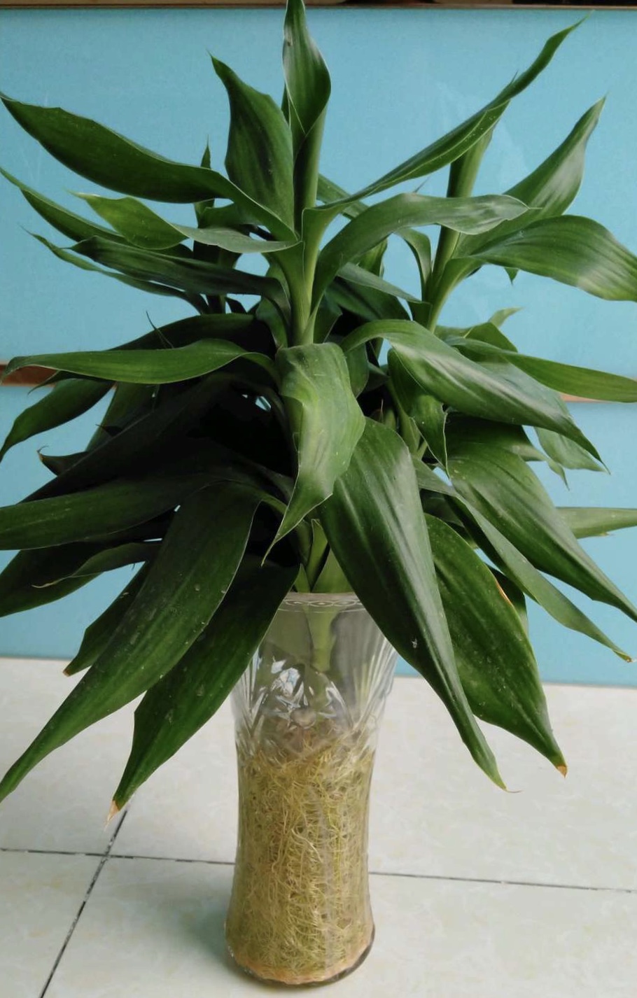 富贵竹几天喷一次水最佳 b64291b5d5c449c1905a6db0b9226d2e.jpeg