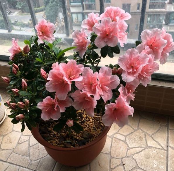 4月21日开始 养花养个耐看的 晒晒就爆盆 花开美艳动人惹人爱 开花