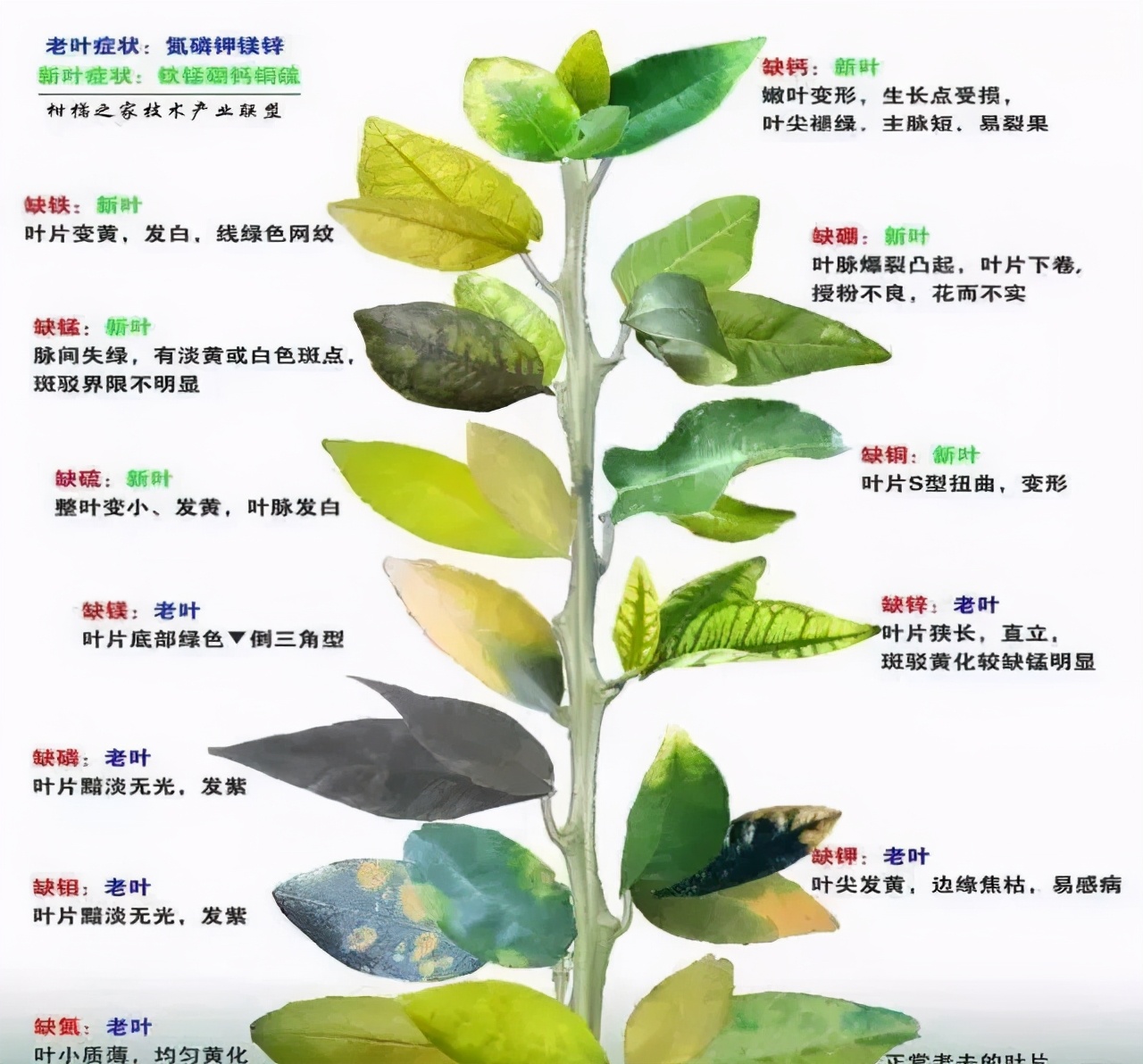 粗什么什么叶成语_成语故事简笔画(5)