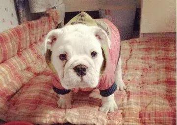 怎么教狗狗不翻垃圾桶 ffbb3719c17449d8a0b0d1a9a40c0993.jpeg