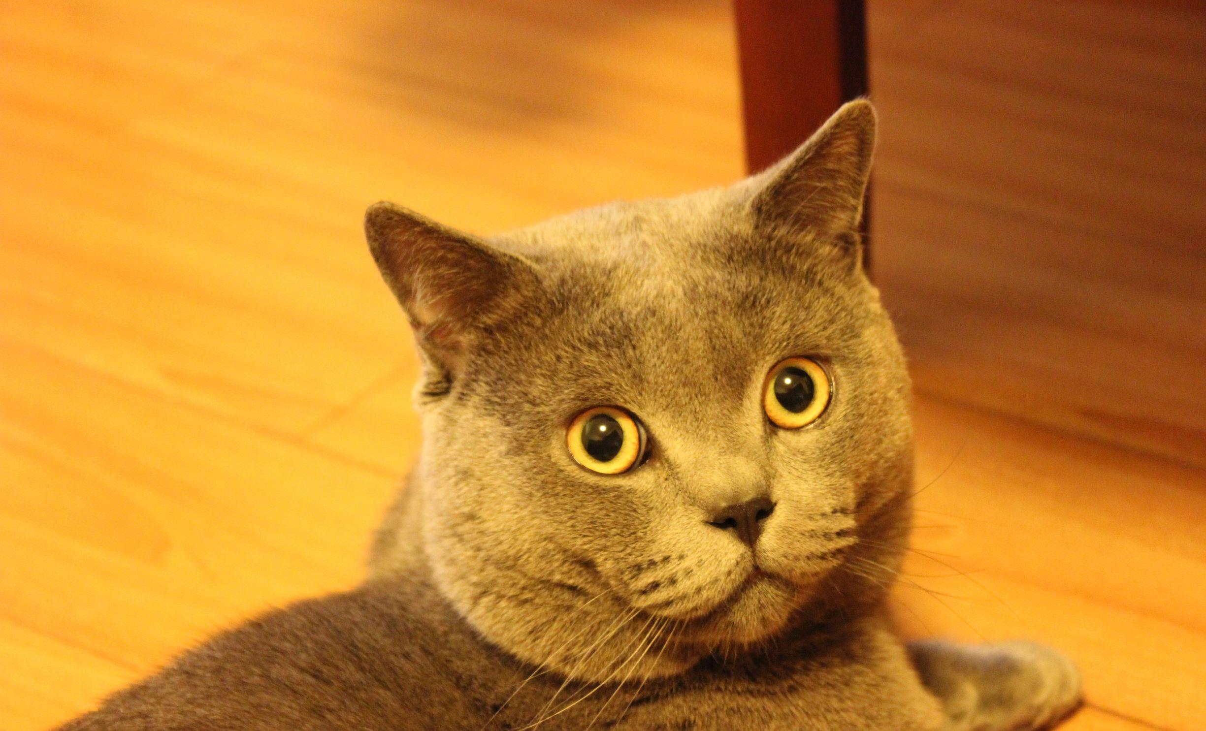 新手怎么选猫咪 7a6f24cae20147d5b56a1f3b7fab88d8.jpeg