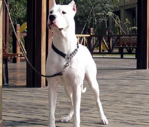 训练猎犬的方法和技巧 c75163f63a2f419f879e12251ffb354c.jpeg