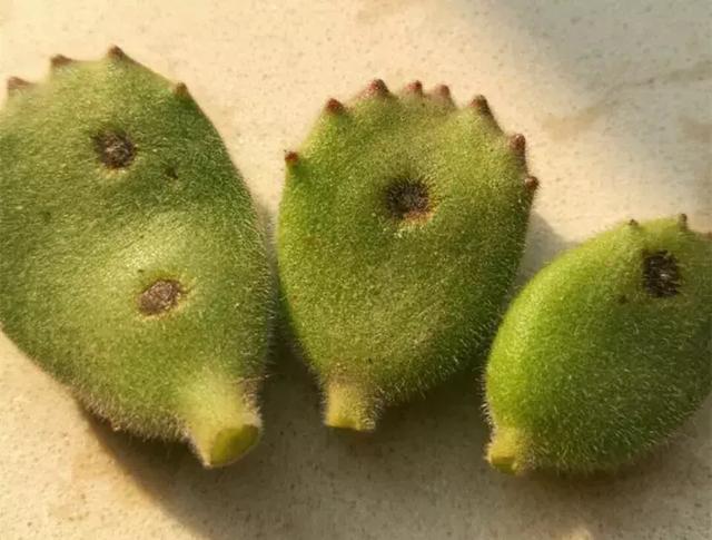 多肉叶插几天喷水 c884485b003b4725b2413e20e879d104.jpeg