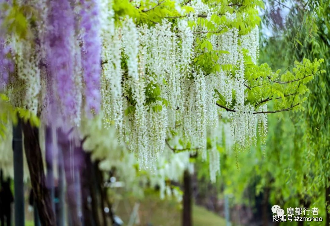 久违的嘉定紫藤园