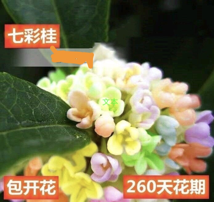 哪里买正宗的桂花 e67715334e2c44bc8fa214fabe939d7f.jpeg