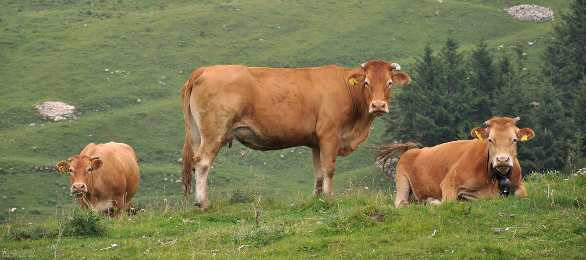 牛价丨4月25日 全国活牛价格更新了!各位养牛老铁留言补充