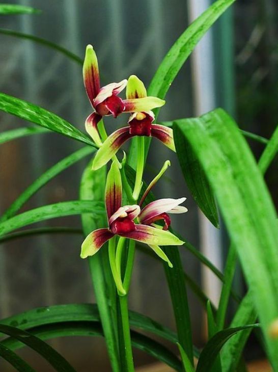 此兰花比鸡血还要红 开花后自带仙气 曾数万元一苗 蘭花言葉赤 存恩网
