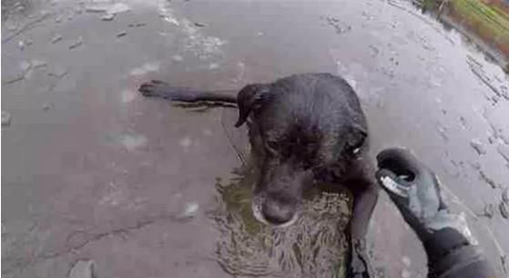 狗狗像往常一样一头扎进河里游泳,殊不知河水结冰,直接被冻哭了