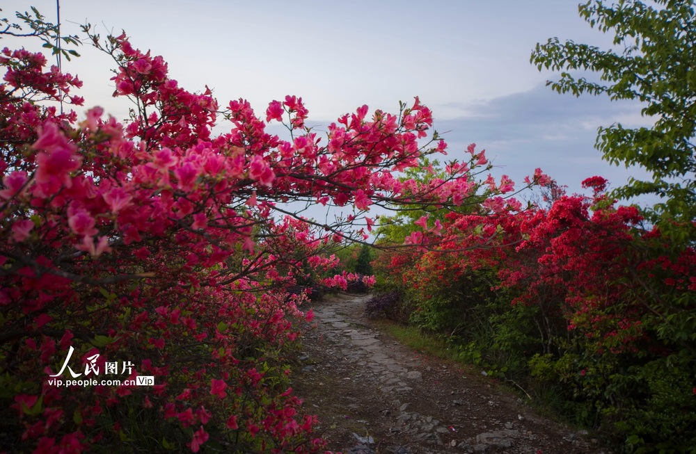 庆元龙头山杜鹃花图片