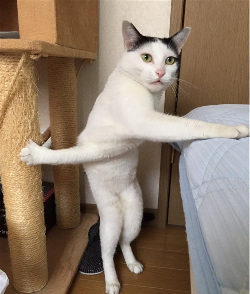 现在的猫都过得比你精致 你还不赶紧反省自己 生活