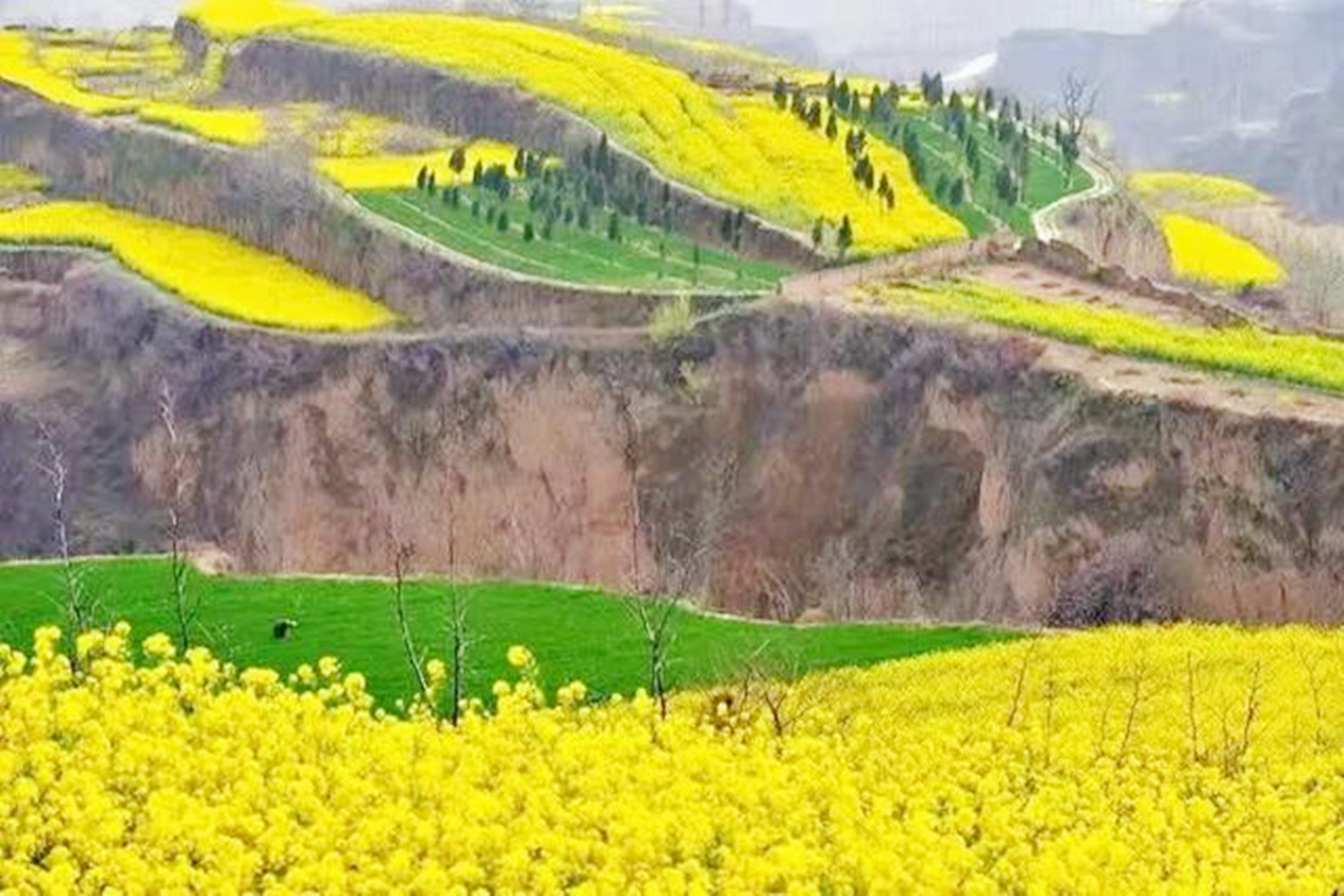 山西油菜花旅游景点有哪些?有四个赏花胜地,明年可不要错过了_中条山