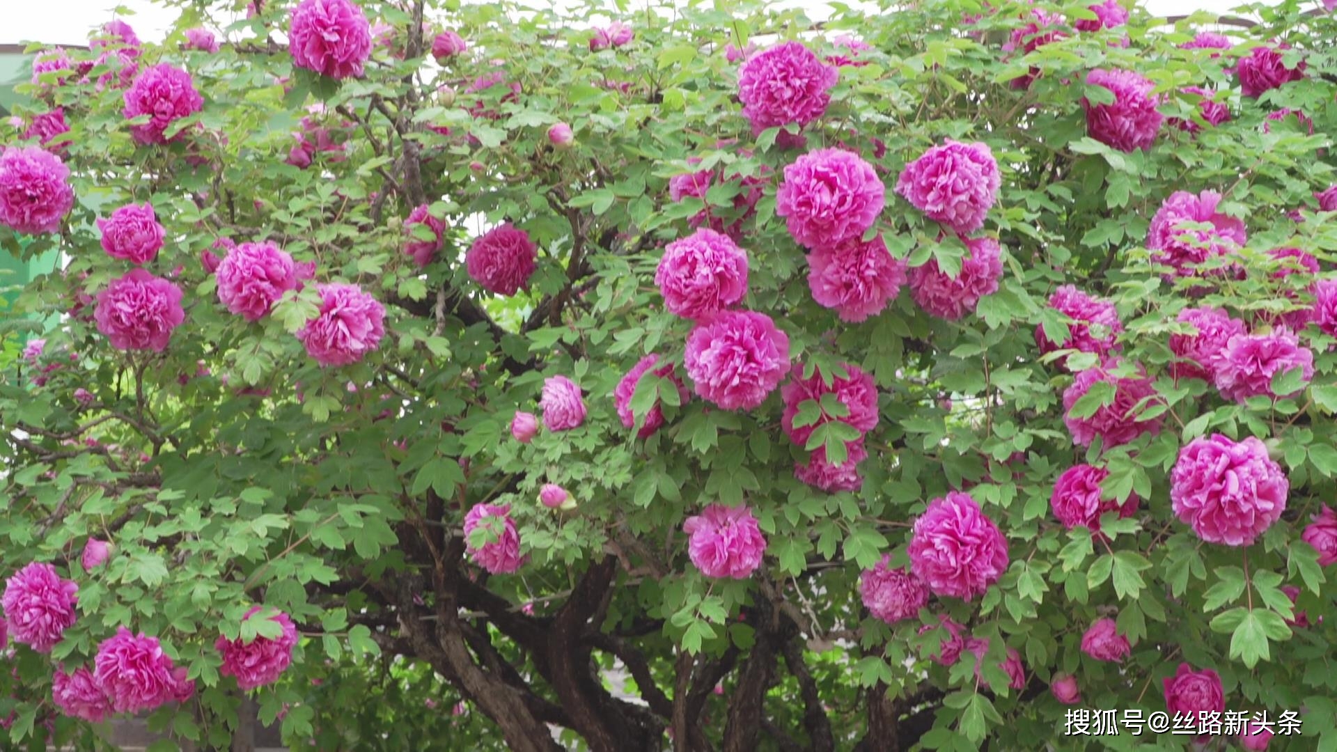 牡丹花特有的浓郁清香立刻扑鼻而来,硕大的牡丹花王静静地伫立在院中